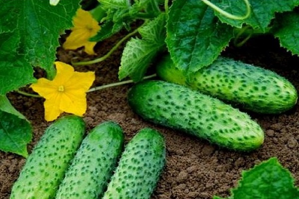 komkommers groeien