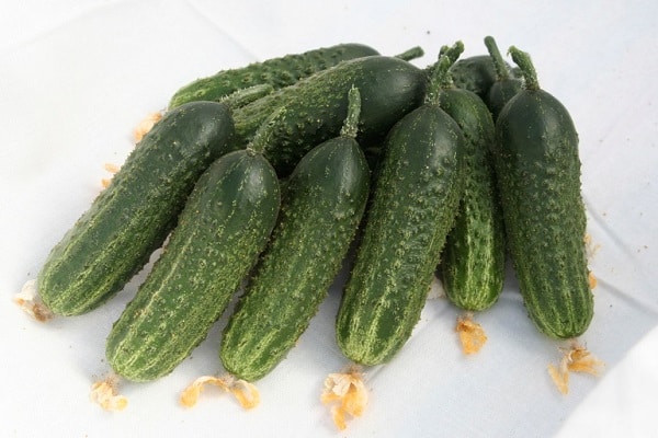 kortvruchtige komkommers
