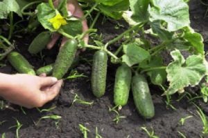 De beste rassen, regels voor het planten en kweken van komkommers in het open veld in Siberië