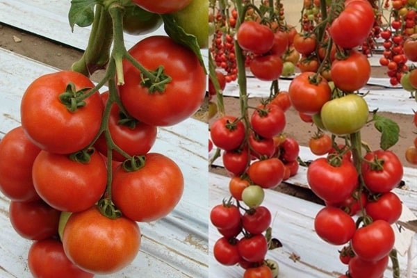Bella tomato bushes