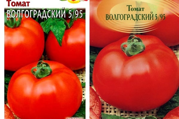 Tomate Volgograd 5/95