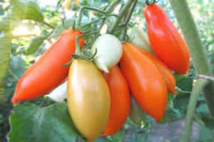  Opis odmiany pomidora Palmyra, jej cechy i produktywność