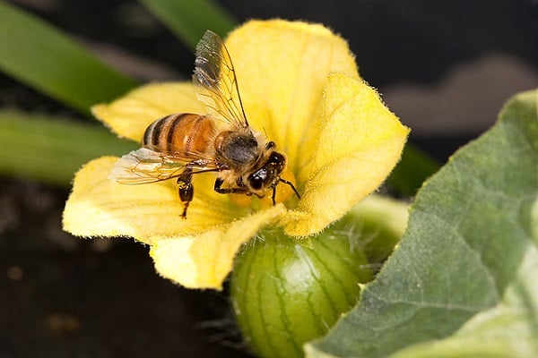 bijen aantrekken