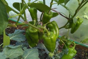 Description of the Kakadu pepper variety and its characteristics