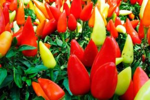 Charakteristika a popis odrůd papriky Victoria, Ivanhoe, Něha, Blondie, Zdraví