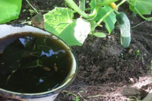 Comment nourrir les concombres de molène, de cheval et de lapin