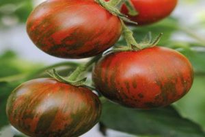 Pomidorų veislės savybės ir aprašymas dryžuotasis skrydis, sodininkų apžvalgos