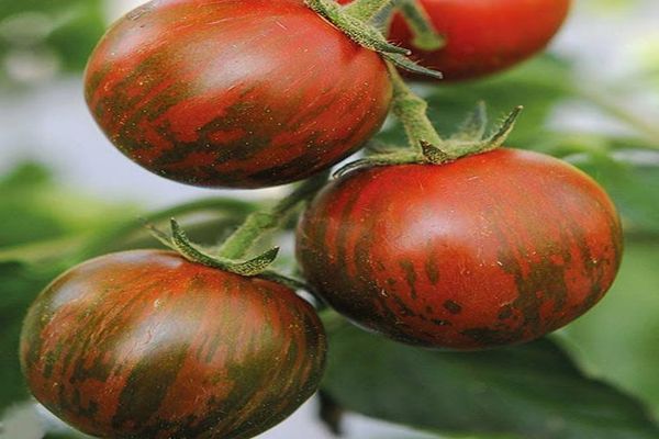 dryžuoti pomidorai