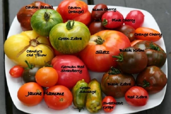 salotų pomidorai