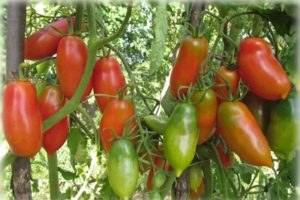 Le migliori e più produttive varietà di pomodori per la Siberia in una serra