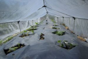 Kaip sodinti ir auginti agurkus atvirame lauke po plėvele