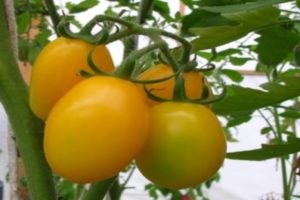Tomaattilajikkeen Radunitsa ominaisuudet ja kuvaus, puutarhurit