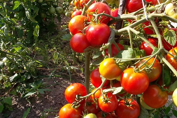 mångsidiga tomater