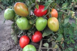 Las mejores variedades tempranas de tomates fructíferos de bajo crecimiento para campo abierto