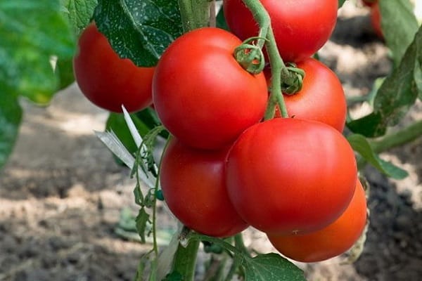 højtydende tomater