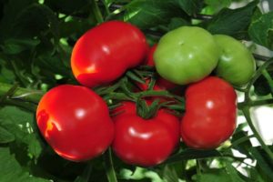 Granskning av de bästa tidiga tomatsorterna, hur och när du planterar dem