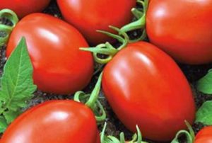 Beskrivelse af Matador-tomatsorten og dens egenskaber