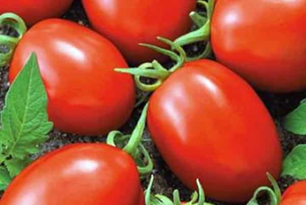 tomato bushes matador