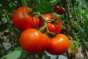 Description de la variété de tomate Shakira et de ses caractéristiques