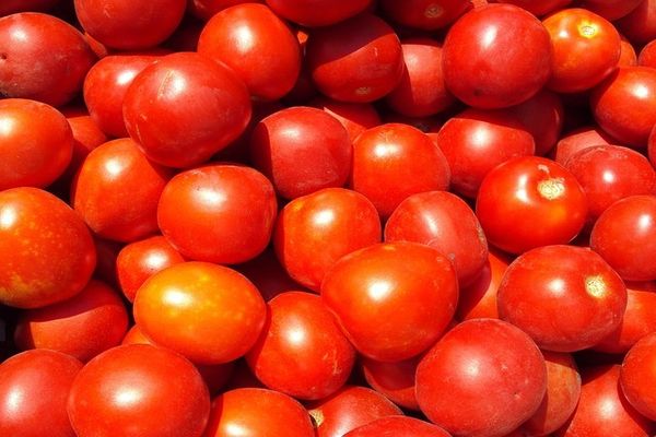 daudz tomātu