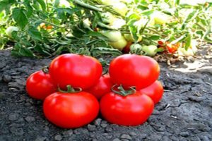 Description de la variété de tomate Shasta, culture et entretien de la plante