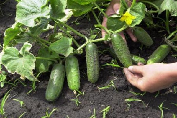 oogst van komkommers