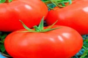 Description of the tomato variety Slavic masterpiece, plant care