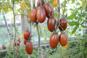 Beskrivning av tomatens plommonsvart, dess egenskaper