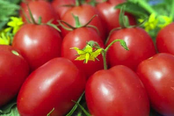 tomate prune