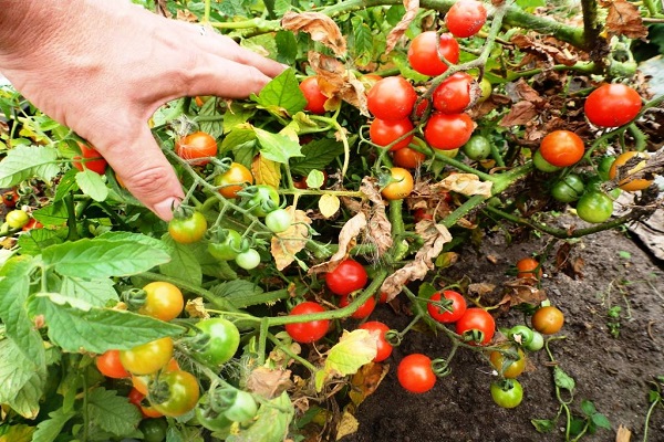 Vitebsk tomater