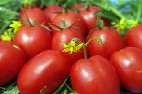 odrody paradajok