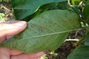 Hur man hanterar bladlöss på peppar hemma, hur man bearbetar