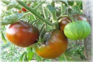 Description of the Qingdao tomato variety, its yield and cultivation