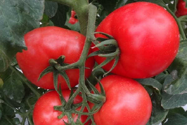 Akulinos pomidoras