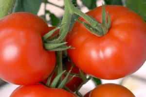 Descripción de la variedad de tomate Akulina, sus características y rendimiento.