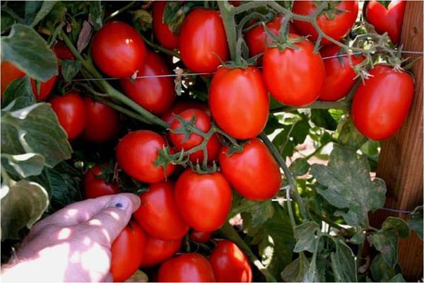 chăm sóc trồng trọt cà chua bùa