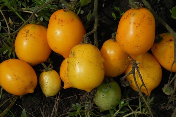 nogatavojušies tomāti