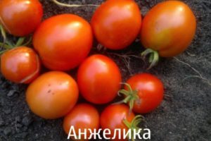 Beskrivning av tomatsorten Angelica-egenskaper