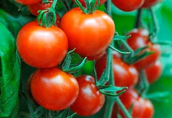 Arbustos de tomate Bella