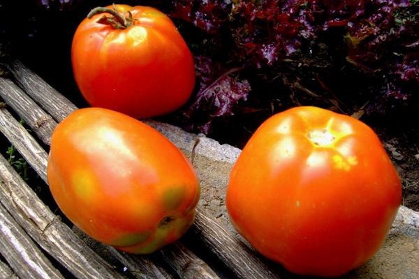 Tre tomater