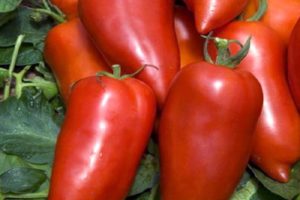 Popis odrůdy rajčat rajčat Bonanza a její vlastnosti