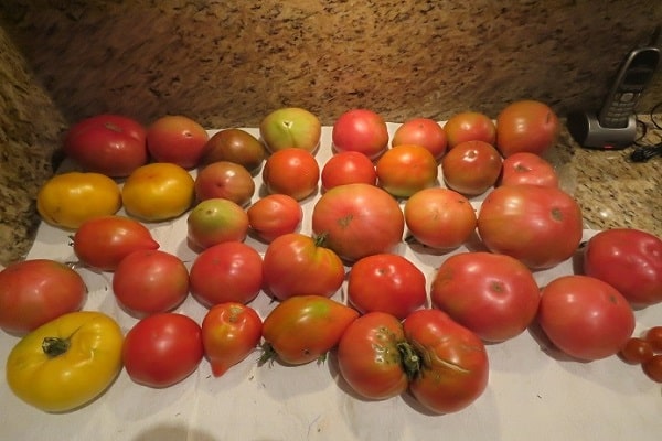 aplicații de tomate