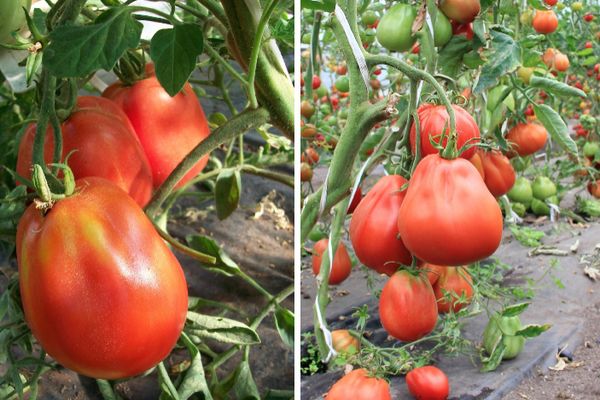 Krzewy pomidorów