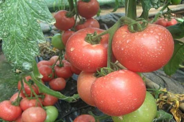 Esmira-tomaat