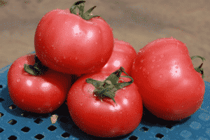 Pomidorų veislės „Esmira“ aprašymas, jos savybės ir derlius