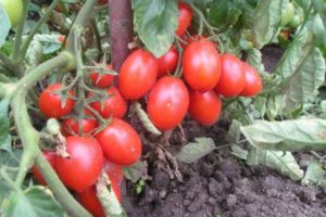 Kuvaus tomaattilajikkeesta Hedgehog, sen sato ja viljely