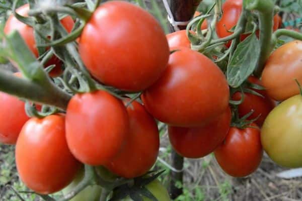 Arbusto de tomate
