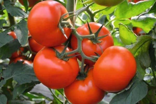 Tomato bush