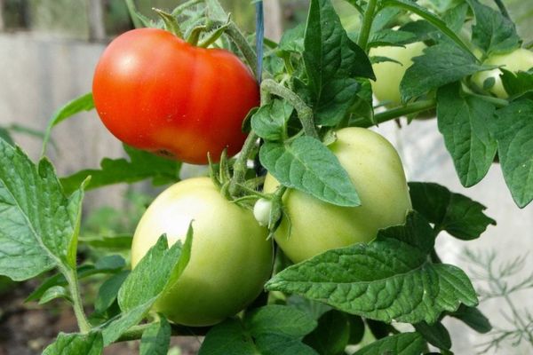 Unreife Tomaten