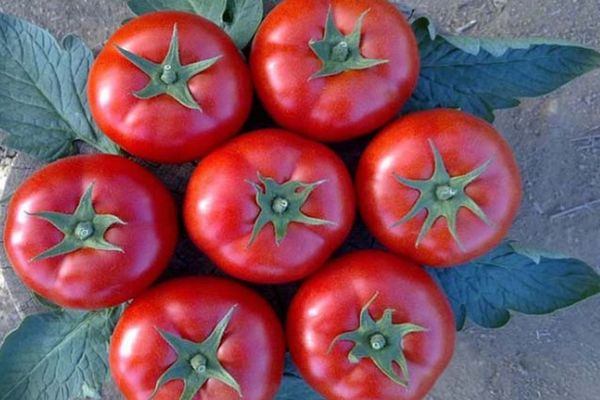 Tomatoes Galina